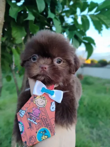 Cachorro Shih Tzu macho chocolate Vacinado 