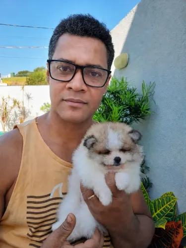 Spitz alemão anão ( Lulu da pomerania) Sangue puro com pedigree