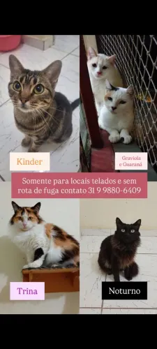 Gatinhos para adoção