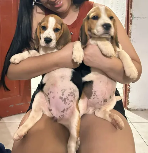 Filhote de Beagle puro maravilhosos 