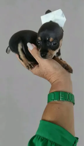 Pinscher fofo