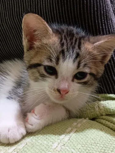 Adoção responsável 