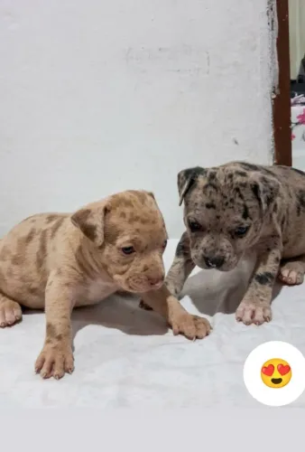 Pit Monster ( Brazilian Bull)