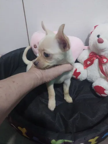 Chihuhua macho pelo curto