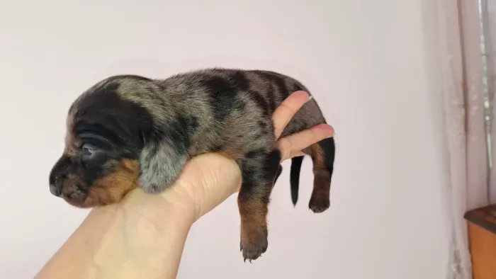 Cachorro