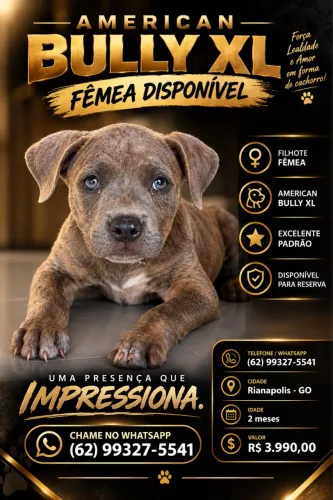 AMERICAN BULLY XL