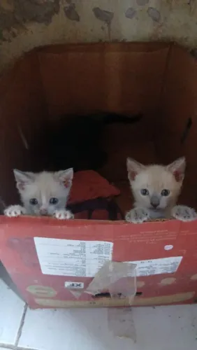 Filhotes de gato para adoção