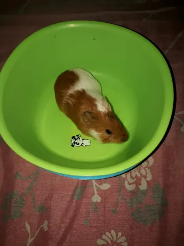 Porquinhos da Índia 