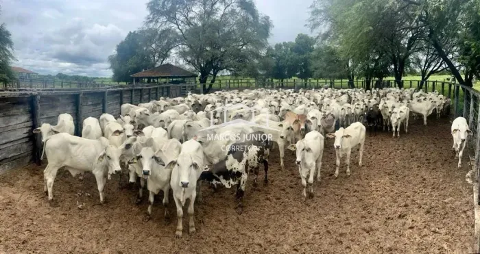 GRANDE FAZENDA DE PECUARIA NO NORTE DE MINAS NA REGIÃO DE JAIBA MG FORMADA E ESTRUTURADA