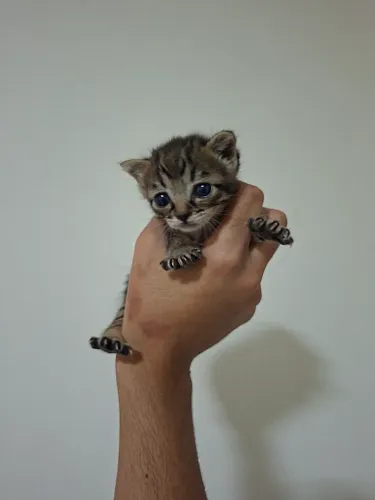 Filhotes para adoção responsável