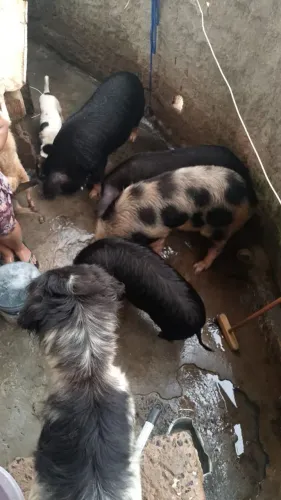 Porcos para venda