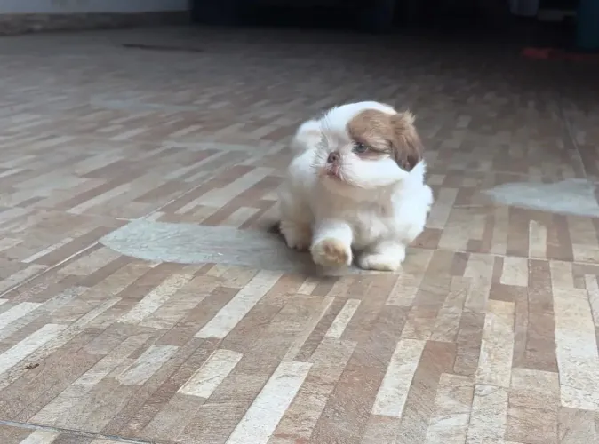 Shih Tzu A contratação que vale cada aplauso