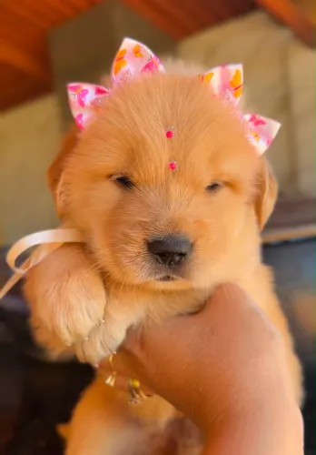 Filhote golden retriever