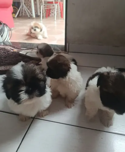 Filhote de shihtzu puro