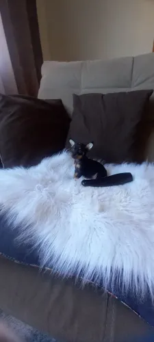 Pinscher Zero Fêmea