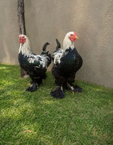 Galos Brahma Dark disponível