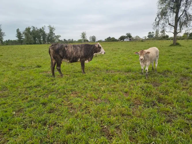 Vaca e terneiro