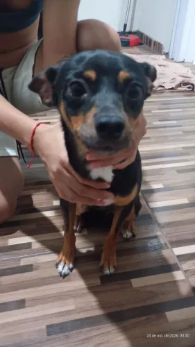 Doação de Pinscher Macho ? Procura um Lar