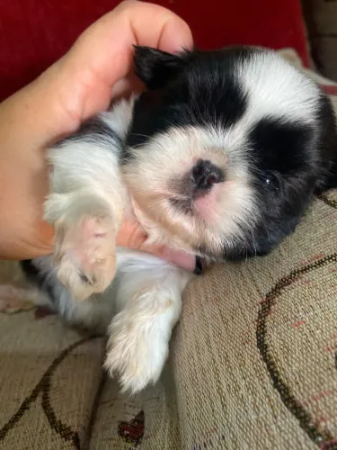 Shit Zu mini, eles ficam miudinhos ?. 