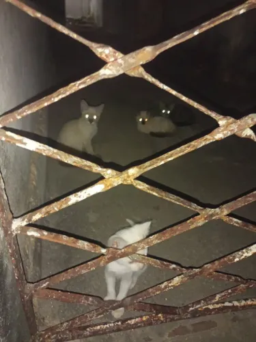 Gatinhos desnutridos p adoção urgente