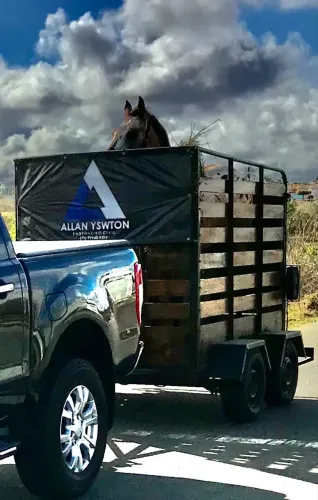 Reboque carretinha para cavalos