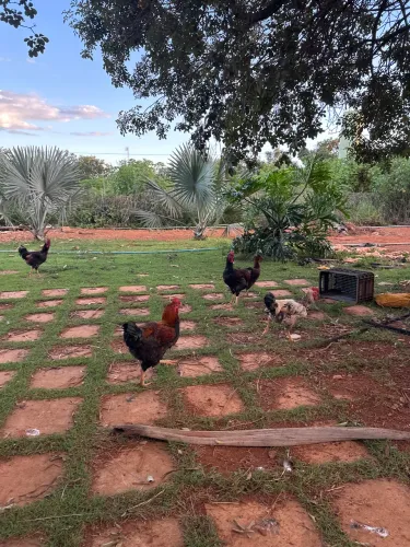 FRANGO GSB ÓTIMA LINNHAGEM