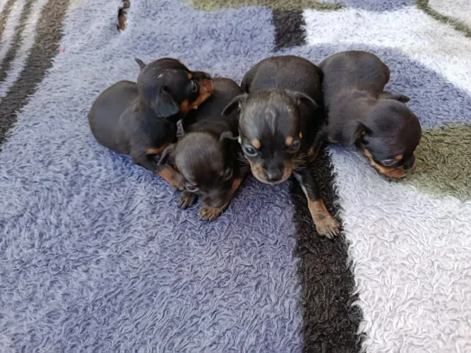 Pinscher n1 fêmeas 