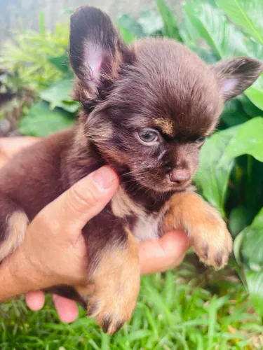 Chihuahua macho chocotan