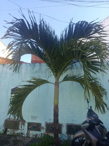 Palmeira imperial -plantas