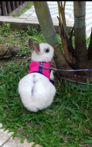 Coelho fêmea mini Netherland com 9 meses
