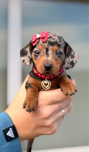 Dachshund Linguicinha Fêmea 