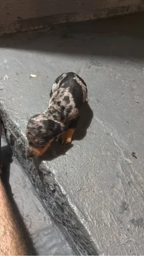 Lindos filhotes de Basset