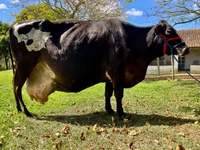 Vaca Jersolanda Inseminada sexada de fêmea