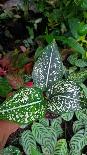 Mudas de Plantas: Aglaonema 