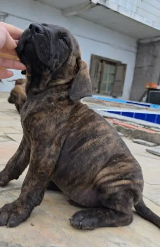 Lindos filhotes Fila Brasileiro, ótima linhagem!