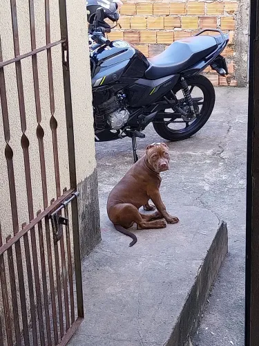 Filhote de pitmonster 3 meses já vacinado 