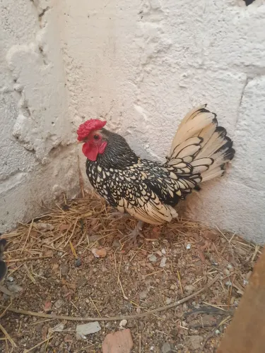 Casal de frangos Sebright Prata