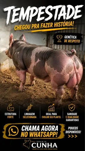 Suíno com genética de qualidade