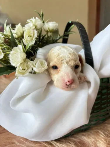 Filhote de Poodle Toy fêmea