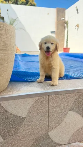 Macho Golden 