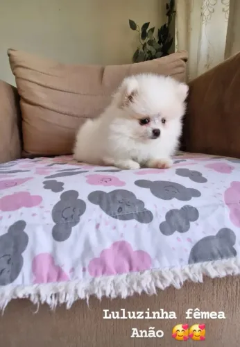 fêmea lulu da Pomerânia branca anão 