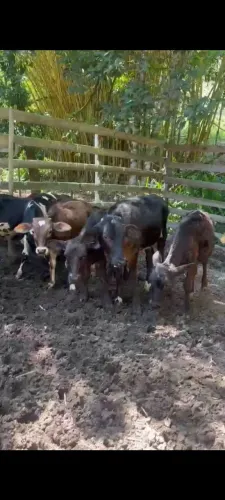 vendo bezerro macho !