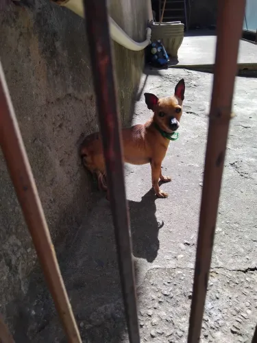 Procuro  fêmea  de pinscher  para cruzar