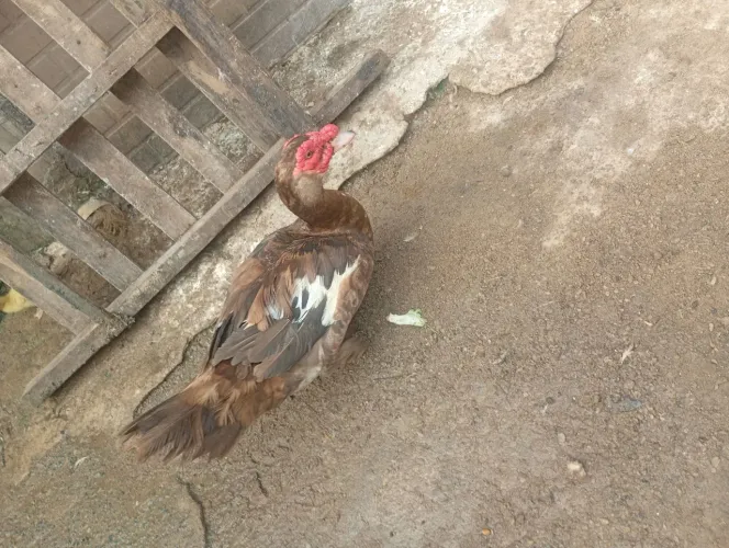 Patos