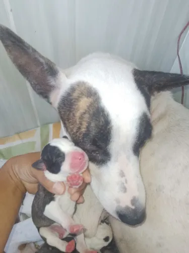 Cachorro 