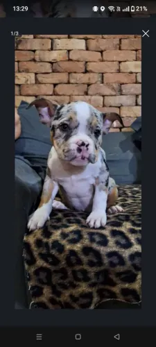 American Bully