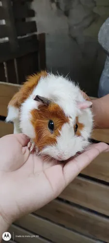 VENDE-SE 5 PORQUINHOS DA ÍNDIA.