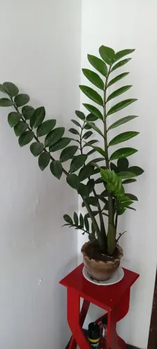 Zamioculca