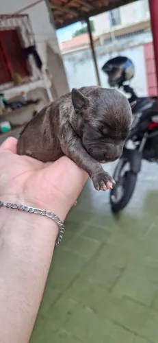 Filhotes Pitmonster
