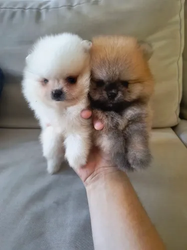 Spitz alemão anão